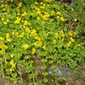 creeping jenny